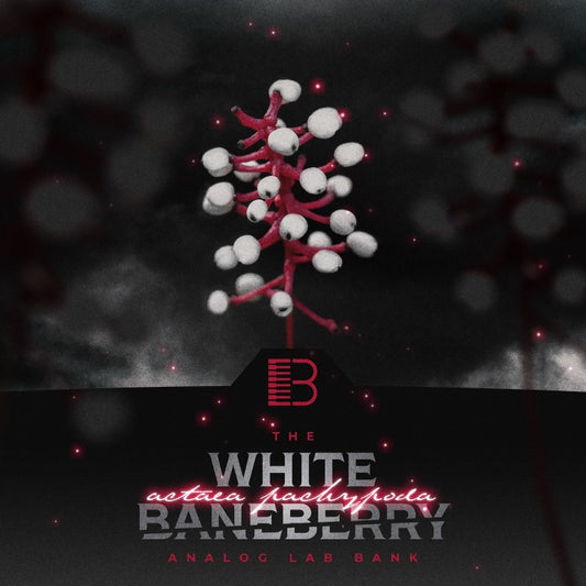 White Baneberry (Analog Lab V Bank)